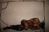 Bild nr fir_04